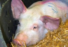Numărul de cazuri de pestă porcină crește alarmant în județul Gorj! Află câți porci au fost uciși