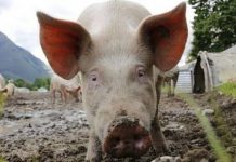 Trei noi cazuri de pestă porcină africană