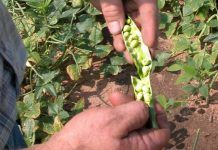 Danemarca recrutează culegători de mazăre