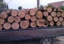 Amendă pentru un angajator cu activitate în exploatarea lemnului