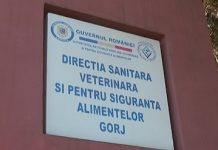 15:22 Corpul de Control al prefectului, la DSV Gorj. Călescu: NU avem suspiciunea că s-a vândut carne cu PESTĂ