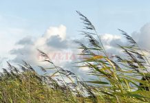 Cod galben de vânt în Gorj şi Vâlcea