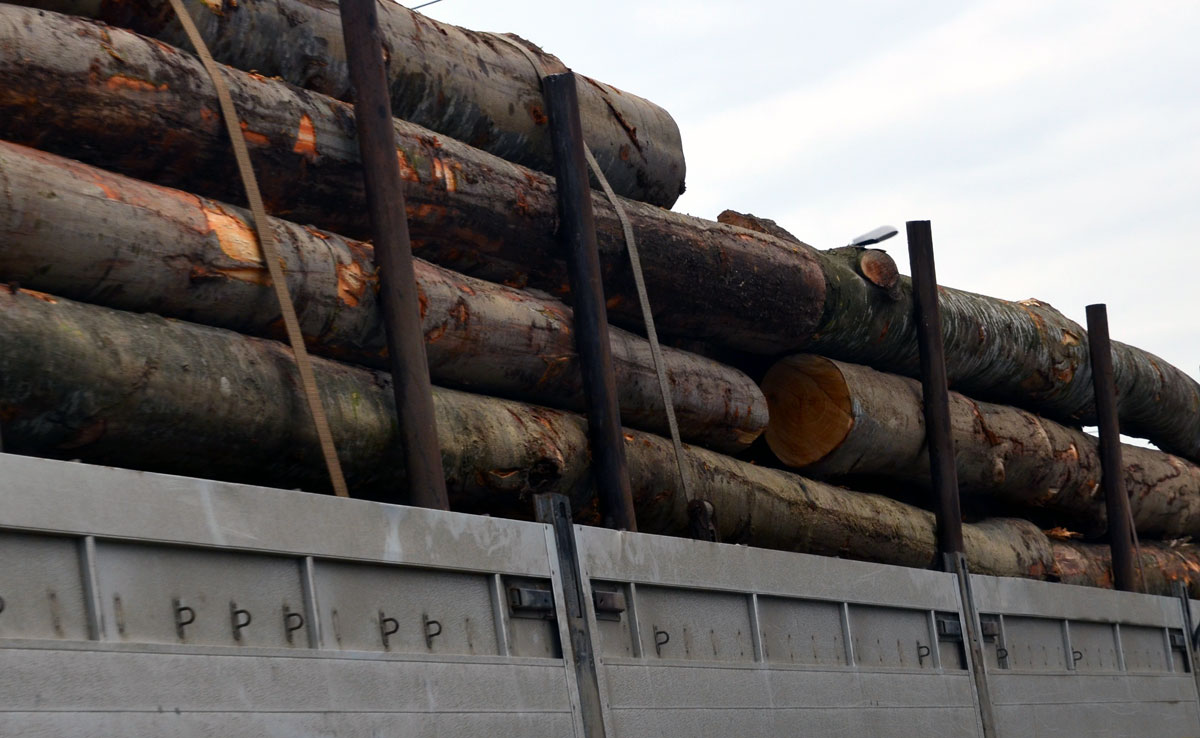 Gorj: Transportatori de lemne, amendați de poliție
