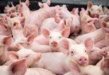 Gorj: Încă trei focare de pestă porcină africană Gorj: Încă trei focare de pestă porcină africană