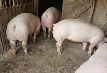 Porcii se vând on-line! Vezi cât costă anul acesta tradiția de Crăciun!