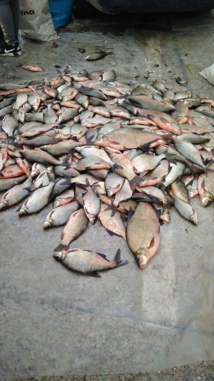 Peştele a fost pescuit din Jiu