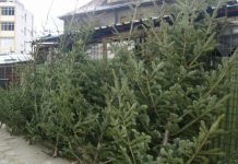 Nu lua pe brazi cât a dat pe amendă