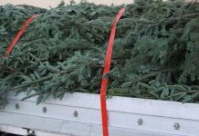 Prins în trafic cu brazi furați din pădure