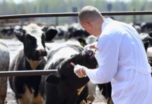 Licitație la DSV Gorj. Se caută medici veterinari pentru trei comune