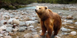 Urs captiv, prins într-un laț într-o pădure din Gorj. Populația, avertizată prin RO-Alert