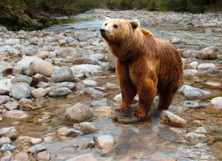 Urs captiv, prins într-un laț într-o pădure din Gorj. Populația, avertizată prin RO-Alert