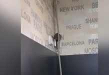 Șobolan filmat în timp ce se plimba pe peretele unei cofetării din Târgu-Jiu! Amenda aplicată de DSV