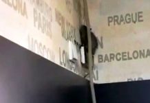 Cofetăria unde un șobolan a fost filmat pe perete a fost închisă