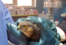 Uliu rănit, tratat de un medic veterinar din Târgu Jiu