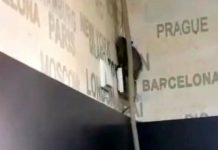 Control la cofetăria cu șobolan. Amendă!