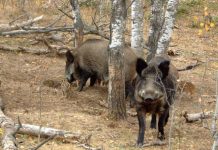 Zeci de mistreți uciși la Turceni