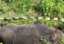 Braconaj pe fondul de vânătoare Turburea