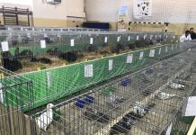 13:09 EXPOZIŢIE de cocoși, păuni, porumbei şi iepuri, la Liceul cu Program Sportiv