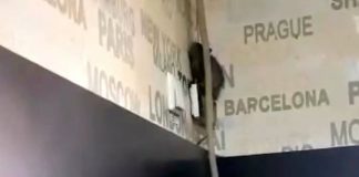 Un șobolan a fost filmat într-o cofetărie din municipiul Târgu Jiu