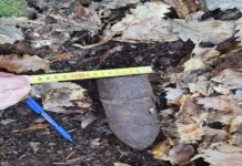 Poliția, în stare de alertă! O BOMBĂ a fost găsită într-o pădure de lângă Târgu Jiu