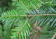 Bradul alb (Abies alba) – beneficii şi proprietăţi