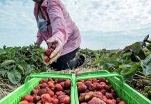 Spania pune la bătaie 900 de locuri de muncă la cules căpşune