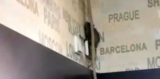 Șobolan filmat plimbându-se pe pereți, într-o cofetărie din Târgu Jiu