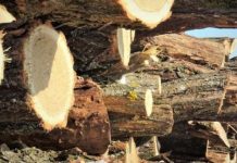 Prinși la furat de lemne
Poliţişti din cadrul Poliţiei Oraşului Turceni au depistat sâmbătă în flagrant doi bărba…