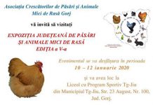 Expoziție de păsări și animale mici de rasă în Târgu Jiu