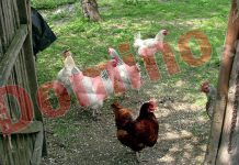 După pestă, gripa aviară lovește România. ANSVSA a dezvăluit cât de periculos este virusul pentru om