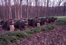 Omul de afaceri Ion Iordache cere despăgubiri pentru cei 2.000 de porci mistreți uciși din cauza pestei porcine