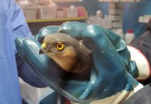 Pacient neobișnuit la un cabinet veterinar. Un uliu rănit a fost găsit în curtea unei case din Târgu Jiu