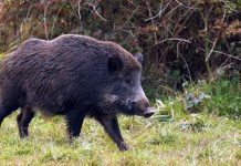 Focar de pestă porcină confirmat într-un județ vecin cu Gorjul