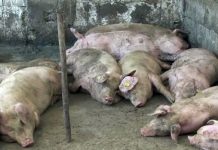 Gripa porcină face o nouă victimă! Un bărbat a murit la spital