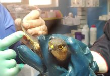 Uliu șoricar, pacient la un cabinet veterinar