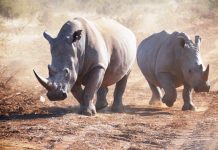 10 lucruri fascinante pe care trebuie să le ştii despre rinoceri