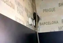 VIDEO: Șobolan filmat pe peretele unei cofetăriii din municipiul Târgu Jiu. DSVSA Gorj, în control