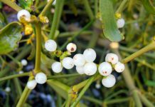 Ceașca de sănătate: Vâscul, ceaiul minune al iernii