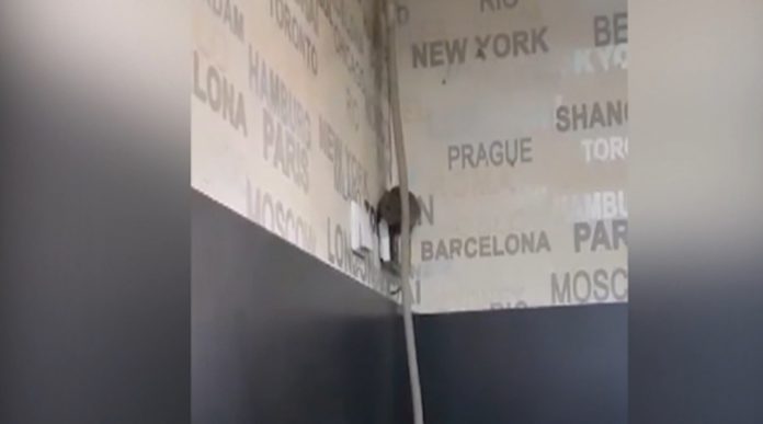 VIDEO. Imagini revoltătoare. Șobolan filmat într-o cofetărie din Târgu Jiu 817