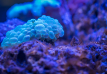 Virusul misterios din China alertează autorităţile române. Anunț de ultimă oră!