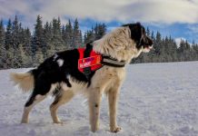 Câinii-salvamontiști, examen în stațiunea Rânca