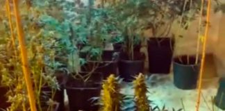 FOTO: Zeci de ghivece cu droguri, descoperite în locuința unui tânăr