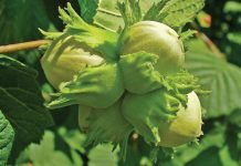 Alunul (Corylus Avellana) – beneficii şi proprietăţi