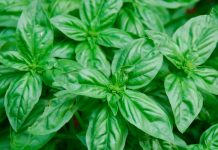 Știai că busuiocul tratează numeroase infecții cu bacterii?