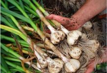 Ajutor de minimis aprobat de Guvern!