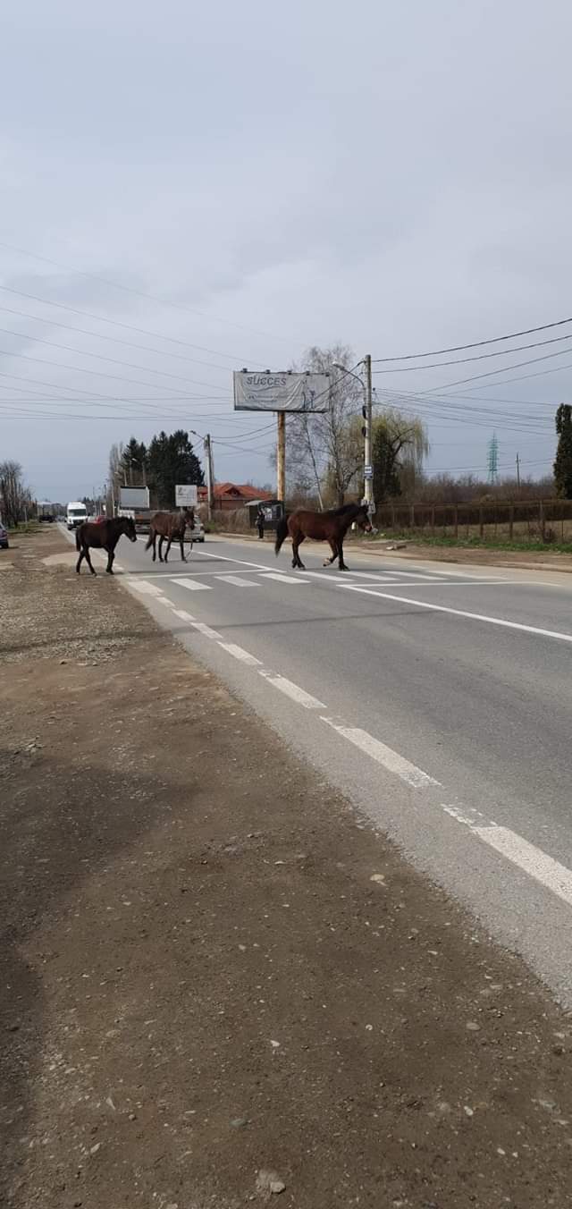 Trei cai, lăsați liberi pe o stradă din Târgu-Jiu