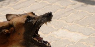 O femeie din Gorj a murit după ce a fost atacată și mușcată de câinii unui cioban