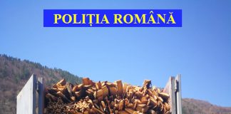 Două transporturi ilegale de lemne au fost depistate pe DE 79 la Plopşoru, în județul Gorj. 3 material lemnos, lemn rotund și cherestea, cu o valoare de peste 14.000 lei