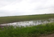 Culturile agricole, în pericol din cauza ploilor abundente