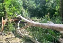 Tomograf pentru copaci, cumpărat de primărie